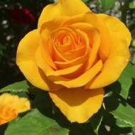 Троянда чайно-гібридна Керіо в контейнері